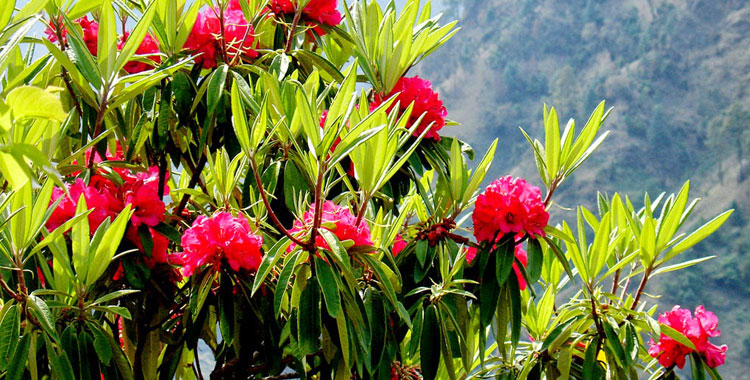 Best Time to Travel in Nepal