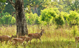 Bardia Jungle Safari