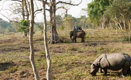 Chitwan Jungle Safari