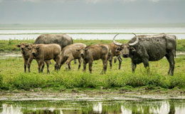 Koshi Tappu Wildlife Reserve