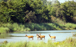 Suklaphanta Wildlife Reserve